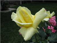 Another Buttercream rose bud detail